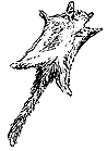 Squirrel Glider