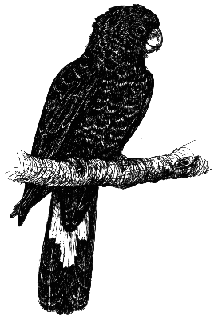 Black Cockatoo