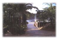 palms