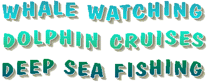 Whale watching, dolphin cruises, deep sea fishing
