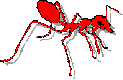 ANT