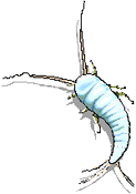 SILVERFISH