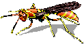 WASP